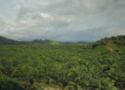 PT ANA Tegaskan Kepatuhan Hukum, Pengurusan HGU Tetap Berproses