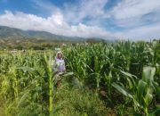 Polri Hadir di Tengah Petani: Pemupukan Jagung untuk Ketahanan Pangan Nasional